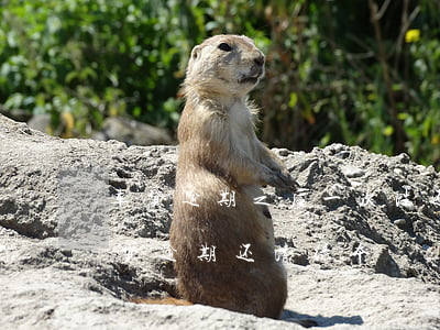 车贷逾期之后一次性还清可以拿回绿本吗（车贷逾期还清绿本）