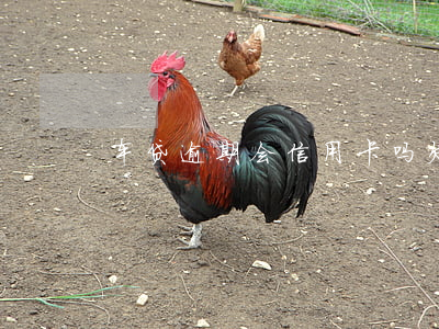 车贷逾期会信用卡吗(欠信用卡能车贷吗)