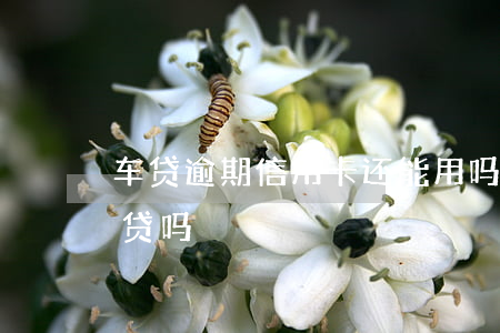 车贷逾期信用卡还能用吗(信用卡逾期可以车贷吗)