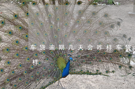 车贷逾期几天会咋样(车贷逾期了几天会怎么样)