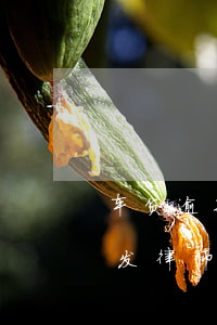车贷逾期收到律师函短信(奇瑞金融车贷逾期发律师函起诉是真的吗)