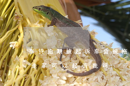 车贷逾期被起诉车会被拖走吗(车子逾期被拖走了可以起诉我吗)