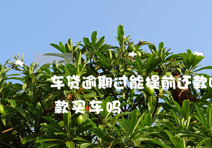 车贷逾期过能提前还款吗(车贷逾期过还能贷款买车吗)