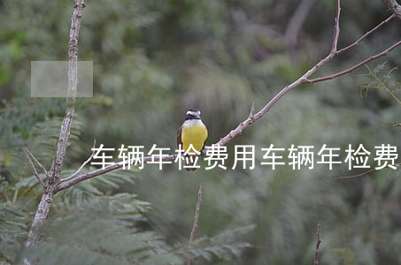 车辆年检费用(车辆年检费用2022)