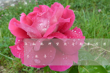 车辆抵押贷款逾期费用(借款抵押车逾期后车怎么办)