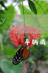车辆损失险(车辆损失险包括哪些险种)