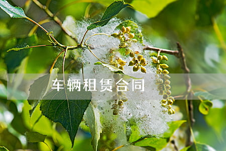 车辆租赁合同