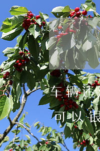 车辆违法停车可以银行交款吗(车辆违法停车可以银行交款吗)