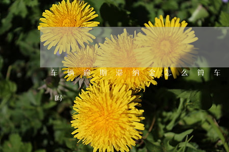 车辆逾期滞纳金怎么算(车款逾期要收滞纳金吗)