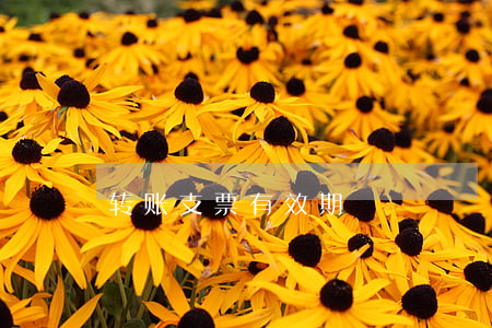转账支票有效期