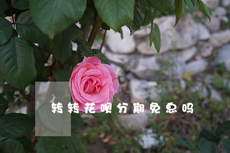转转花呗分期免息吗