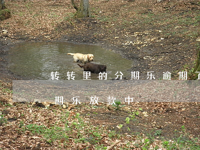转转里的分期乐逾期了会上征信吗-转转分期乐放款中