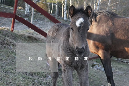 轻微伤鉴定标准
