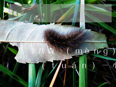 辛普森夢(mèng)之隊(duì)律師團(tuán)一小時(shí)多少錢(辛普森夢(mèng)幻律師團(tuán)有哪些人)