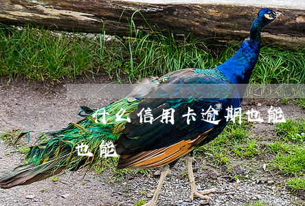 辦什么信用卡逾期也能辦(辦什么信用卡逾期也能辦)