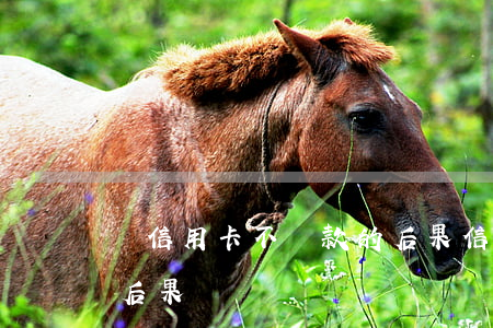辦信用卡不還款的后果(信用卡不還錢有什么后果)