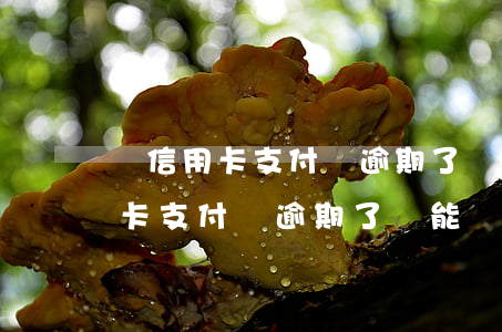 辦信用卡支付寶逾期了還能辦理嗎-辦信用卡支付寶逾期了還能辦理嗎