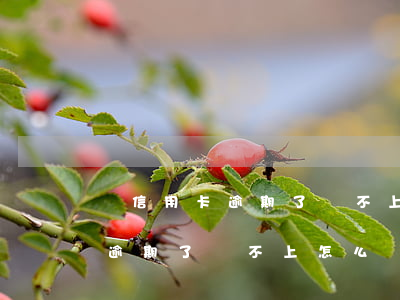 辦信用卡逾期了還不上怎么辦最快（辦信用卡逾期了還不上怎么辦）