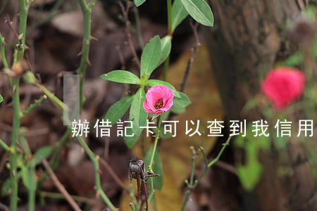 辦借記卡可以查到我信用卡逾期嗎
