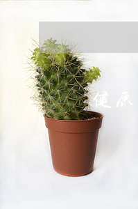辦健康證需要帶什么證件