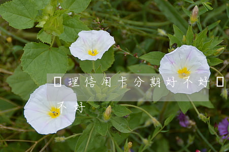 辦理信用卡分期好不好辦（辦理信用卡分期好不好）