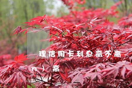 辦理信用卡利息高不高(辦信用卡利潤(rùn)高嗎)