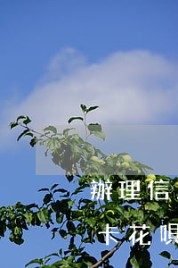 辦理信用卡花唄逾期可以辦理嗎-辦理信用卡花唄逾期可以辦理嗎
