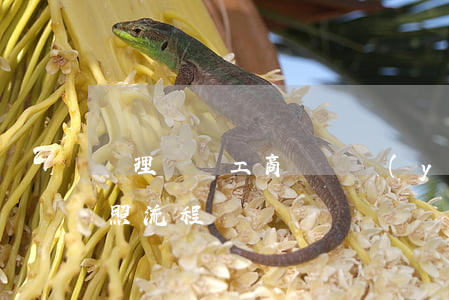 辦理個體工商戶營業(yè)執(zhí)照流程