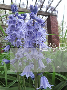 辦理停息掛賬的話術（關于停息掛賬的材料）