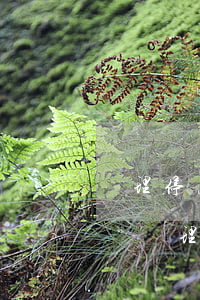 辦理停息掛賬證明怎么開(停息掛賬需要到柜臺辦理嗎)