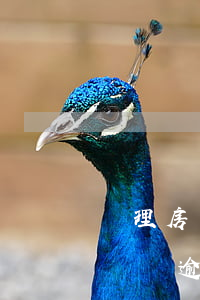 辦理房貸有100元逾期(還房貸少了100塊會逾期嗎)