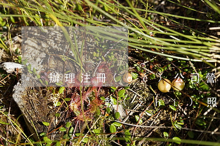 辦理注冊(cè)公司營(yíng)業(yè)執(zhí)照(辦理注冊(cè)公司營(yíng)業(yè)執(zhí)照)