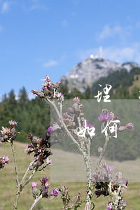 辦理繼承免稅怎么辦(繼承房產(chǎn)如何辦理免稅)
