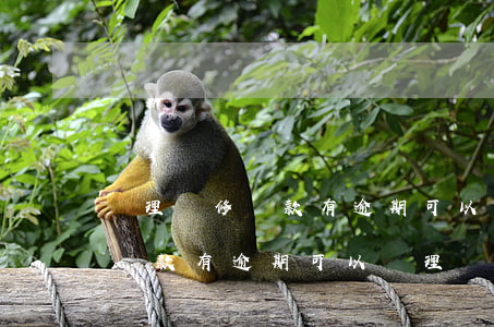 辦理裝修貸款有逾期可以辦理嗎-辦理裝修貸款有逾期可以辦理嗎
