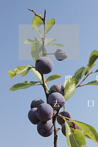 辦理離婚是不是必須到戶口所在地(離婚必須去戶口所在地辦理嗎)