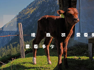 辦理電商許可證需要多少錢(辦理電商許可證需要多少錢)