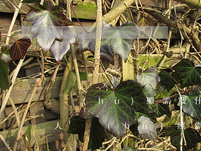 辦護(hù)照需要什么手續(xù)(普通人辦護(hù)照需要什么手續(xù))