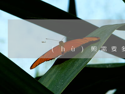 辦護(hù)照需要多長時間能下來