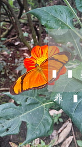 辦貸款非惡意逾期證明(助學(xué)貸款非惡意逾期證明在哪里開)