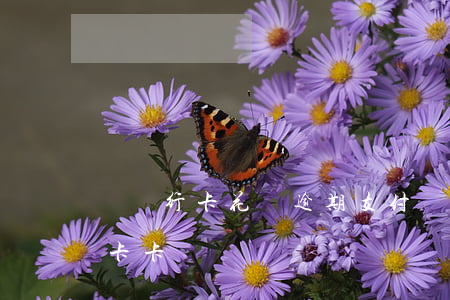 辦銀行卡 花唄逾期(支付寶花唄逾期能辦銀行卡卡嗎)