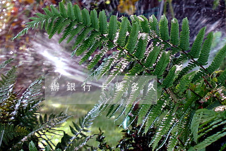 辦銀行卡要多久