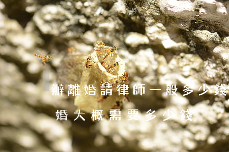 辦離婚請律師一般多少錢(請一個律師辦理離婚大概需要多少錢)