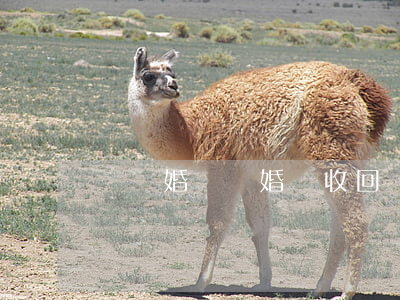 辦離婚證結婚證收回嗎