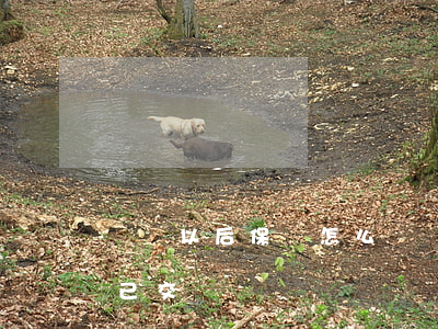 辭職以后保險怎么辦（辭職后五險一金可以自己交嗎）