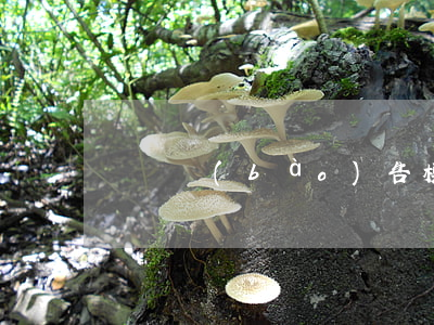 辭職報(bào)告模板