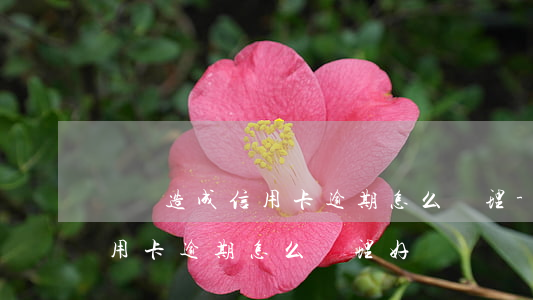 辭職造成信用卡逾期怎么處理-辭職造成信用卡逾期怎么處理好