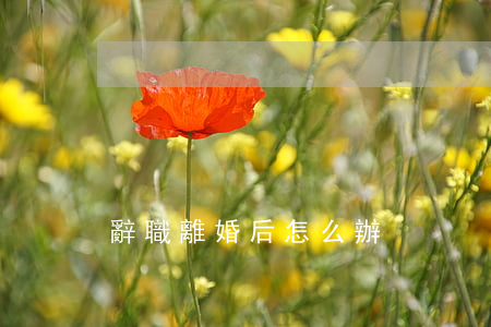 辭職離婚后怎么辦