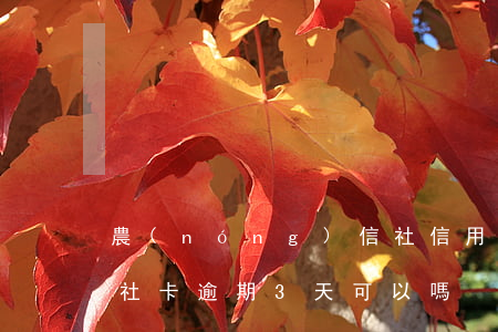 農(nóng)信社信用卡逾期10天(信用社卡逾期3天可以嗎)