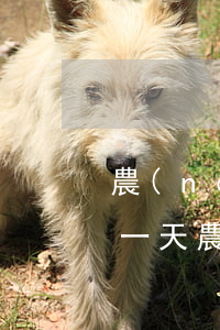 農(nóng)商貸款結(jié)息逾期一天(農(nóng)商貸款逾期一天怎么辦)