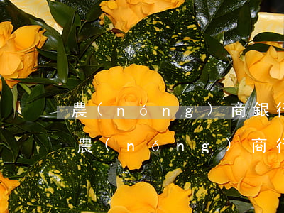 農(nóng)商銀行信用卡逾期每月有還(農(nóng)商行信用卡可以逾期幾天)